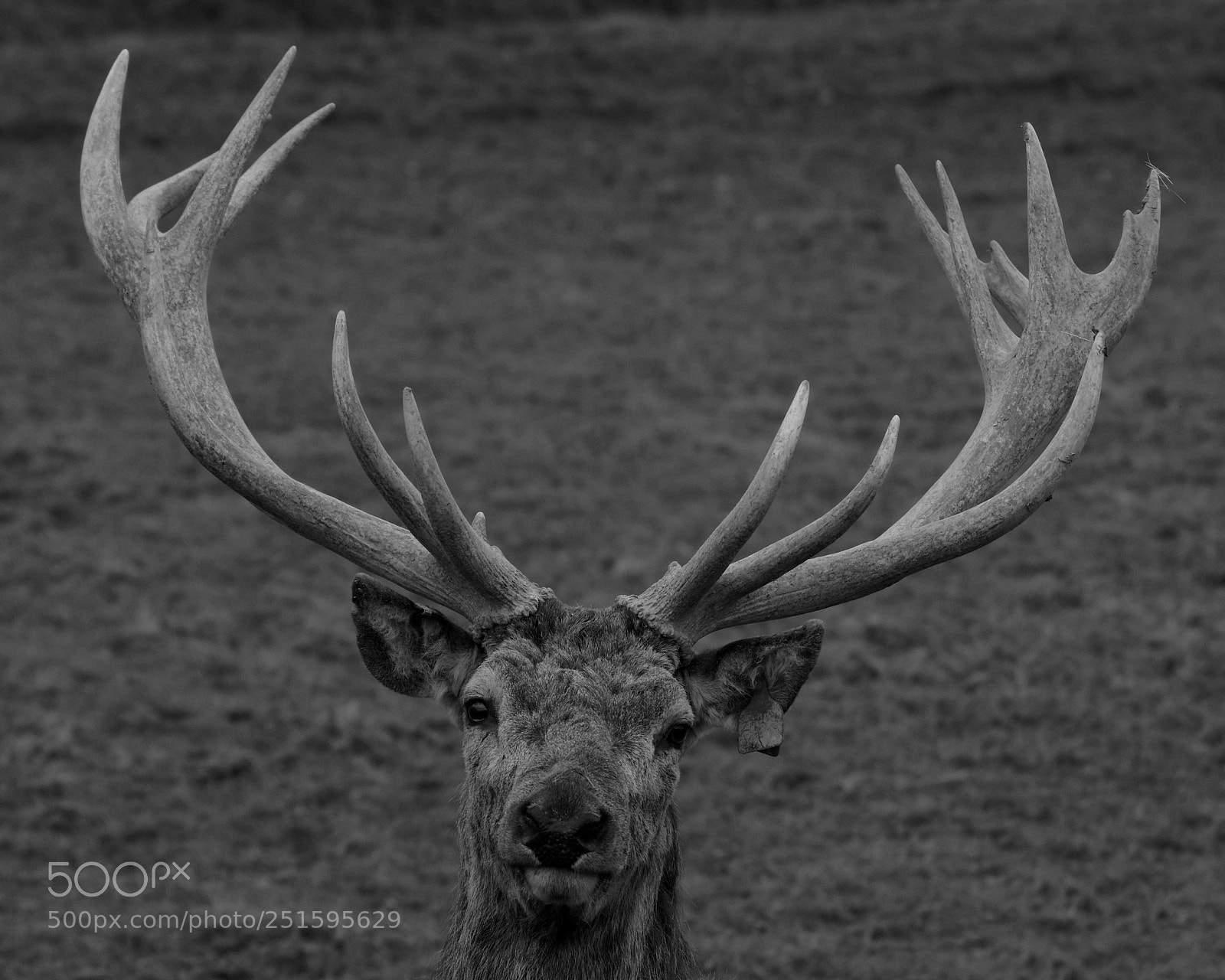 Pentax K-3 sample photo. Red deer in monochrome photography