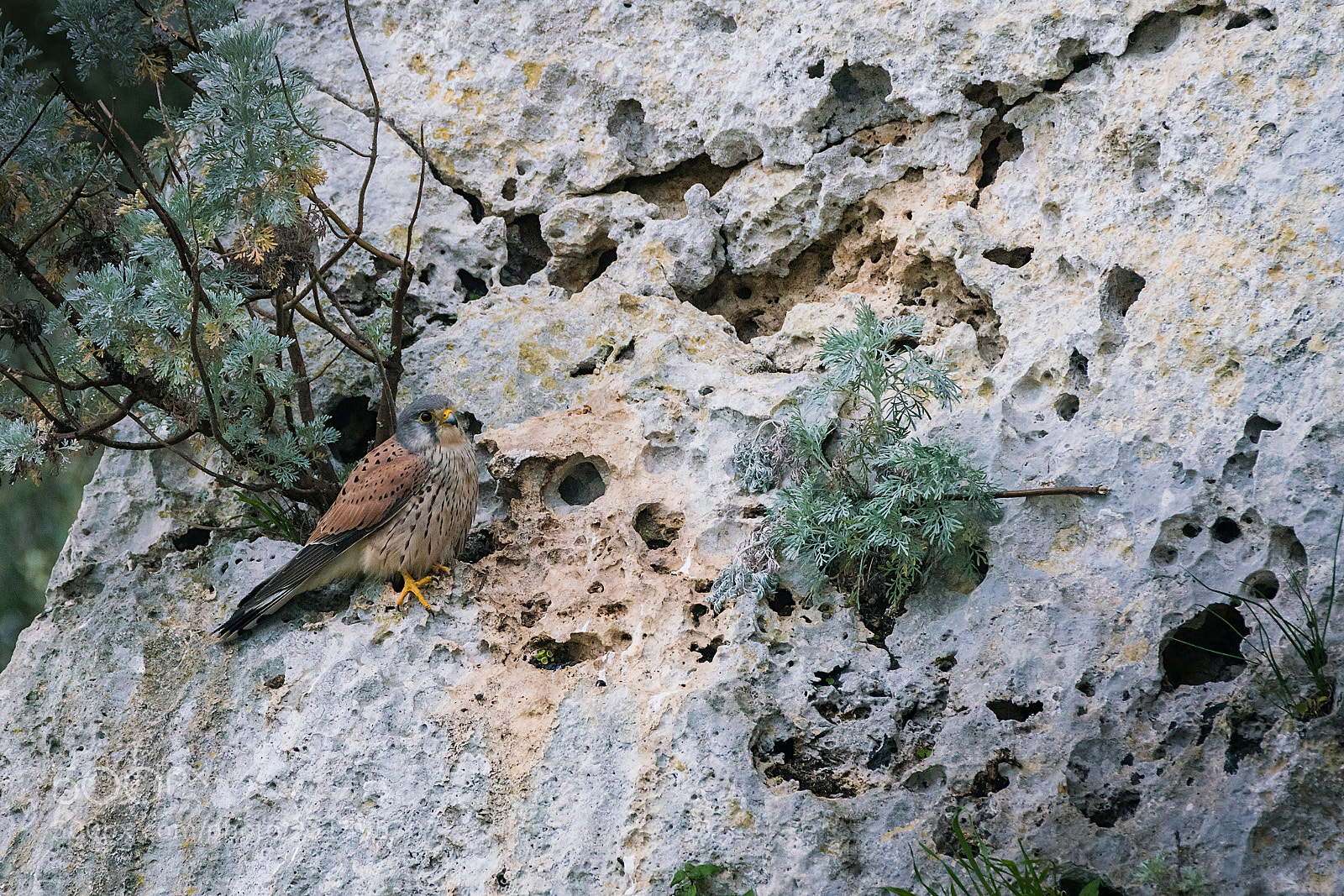 Sony a7R II sample photo. Male kestrel photography