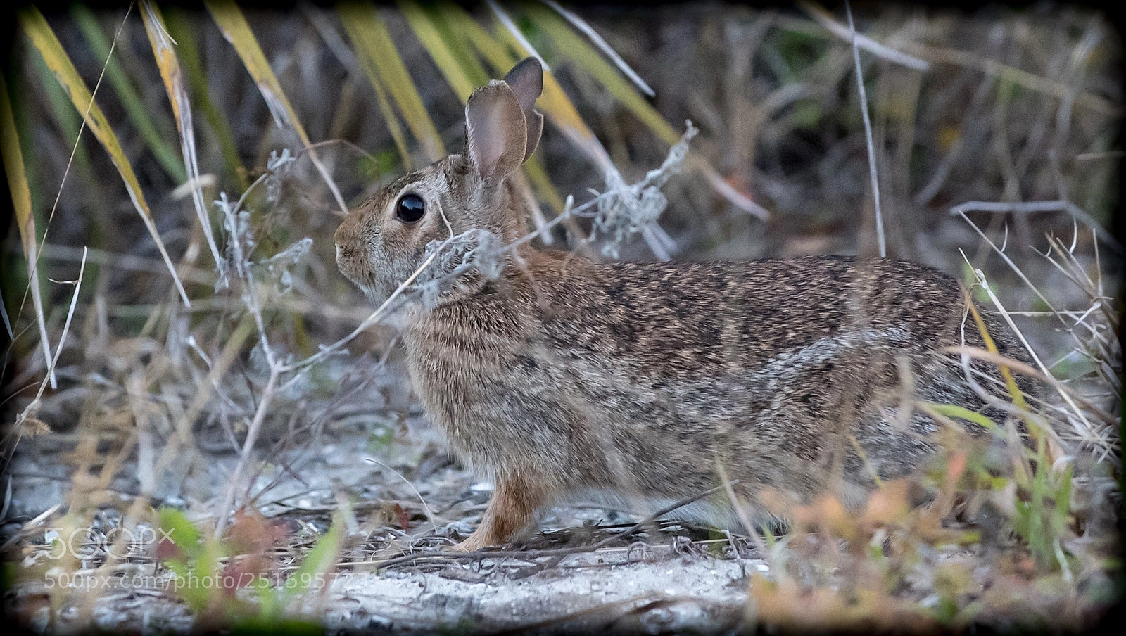 Nikon D850 sample photo. Rabbit photography