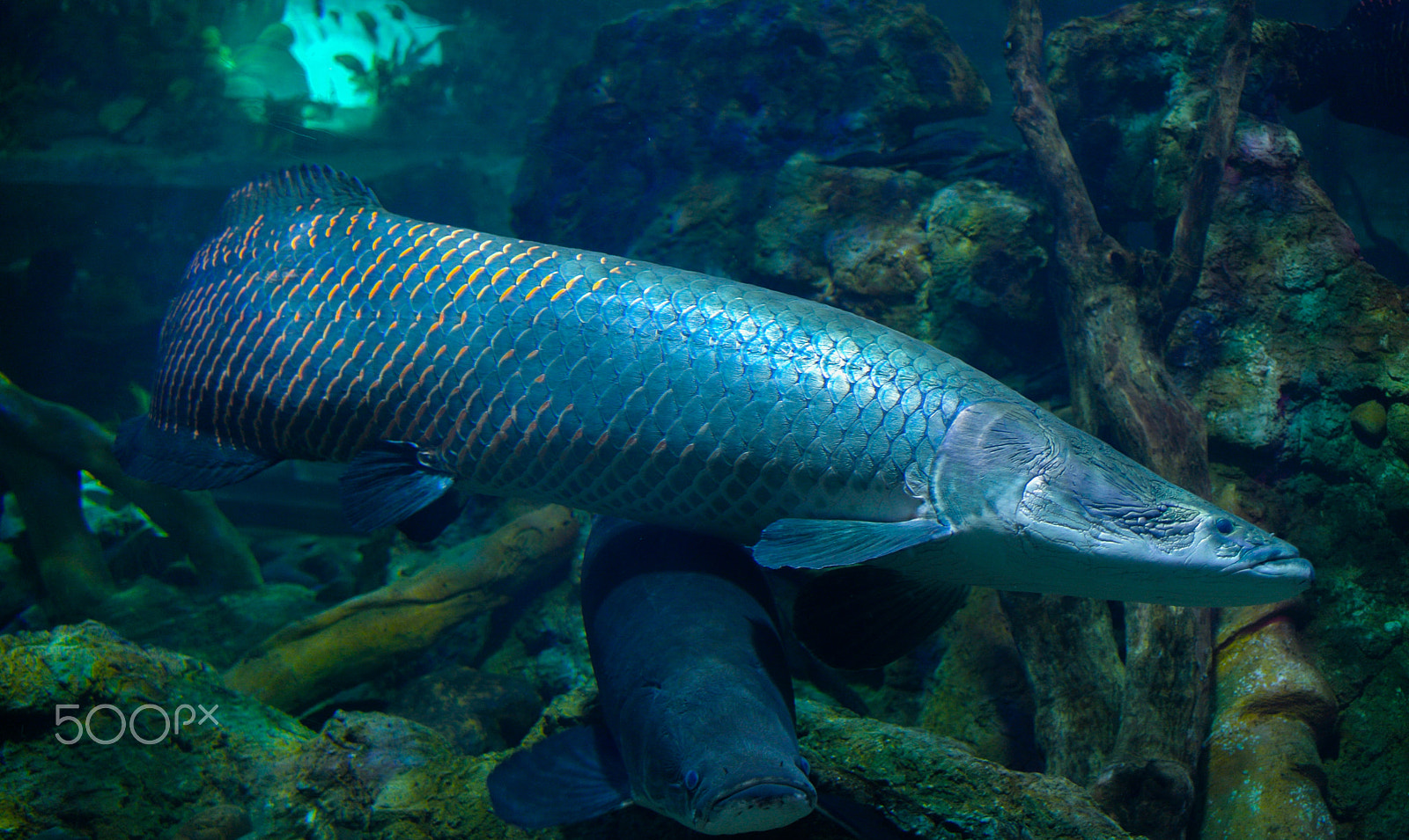 Nikon 1 J1 sample photo. Big fishes in the aquarium photography