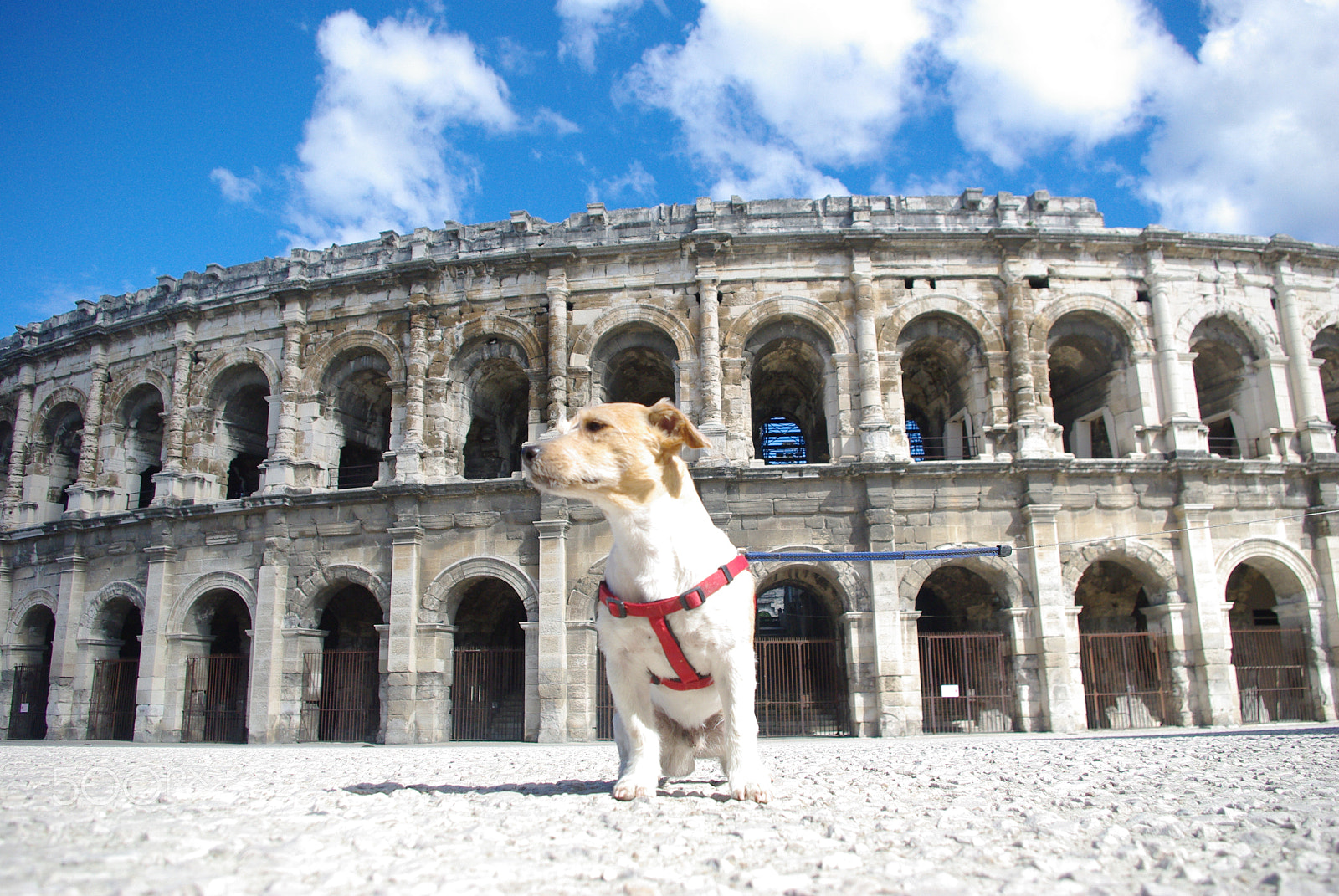 Pentax K-m (K2000) + smc PENTAX-DA L 18-55mm F3.5-5.6 sample photo. Dog in nimes photography