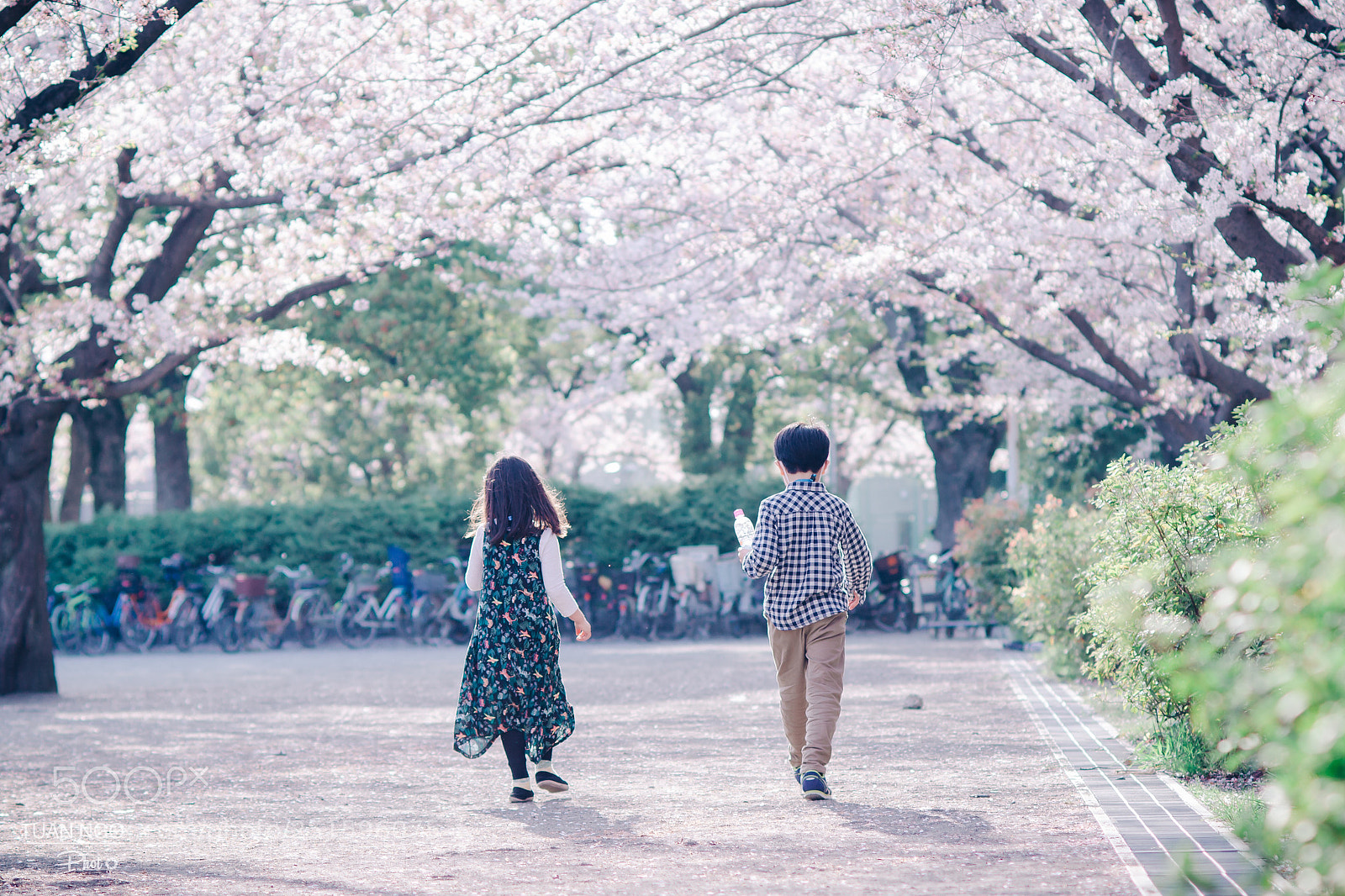 Nikon D7000 sample photo. Under cherry blossom tree photography