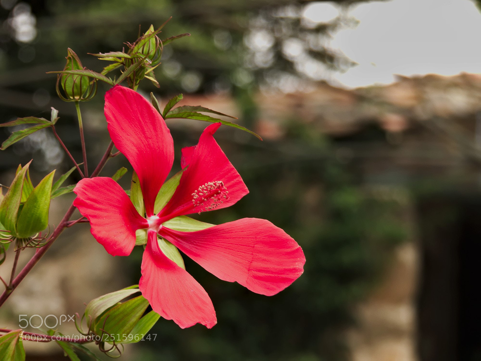 Panasonic Lumix DMC-FZ200 sample photo. Hibiscus photography
