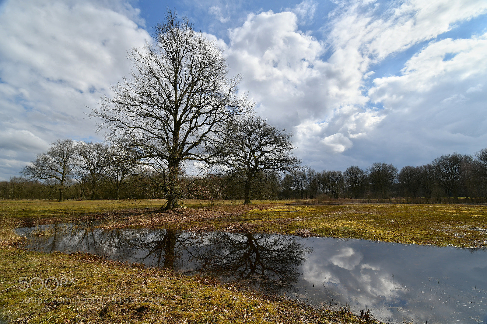 Nikon D7500 sample photo. Trees photography