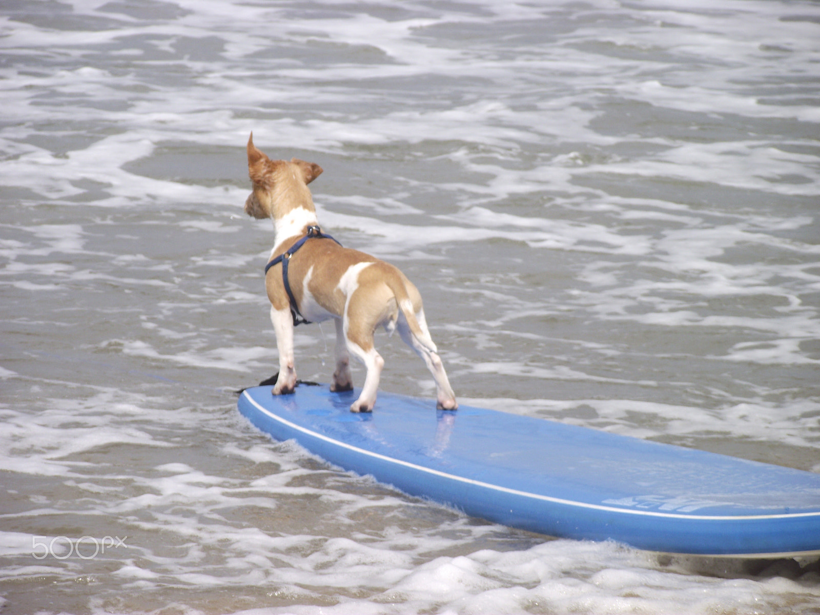 Fujifilm FinePix S1730 sample photo. Dog in newquay photography