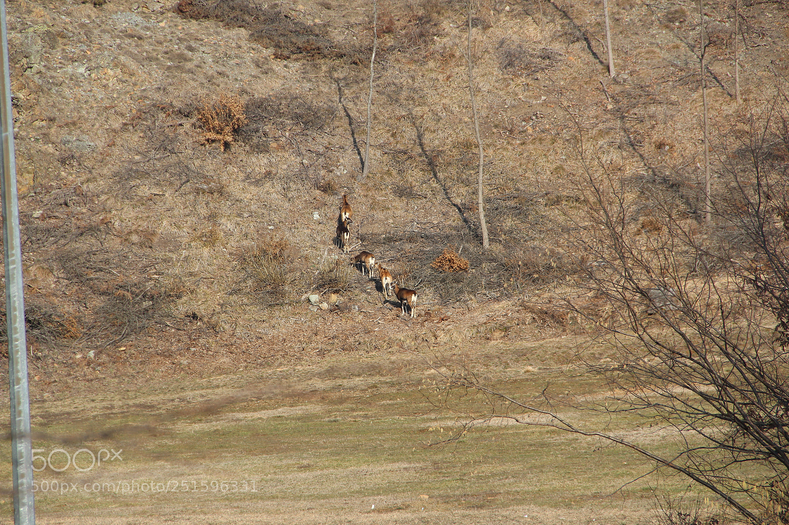Canon EF-S 18-135mm F3.5-5.6 IS sample photo. Mufloni photography