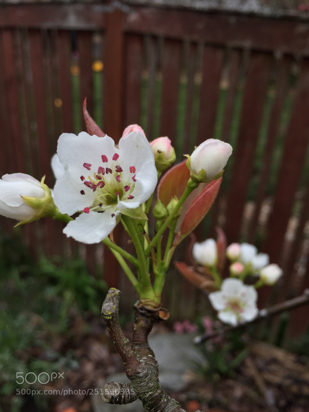 Apple iPhone 6 sample photo. Pear blossom photography