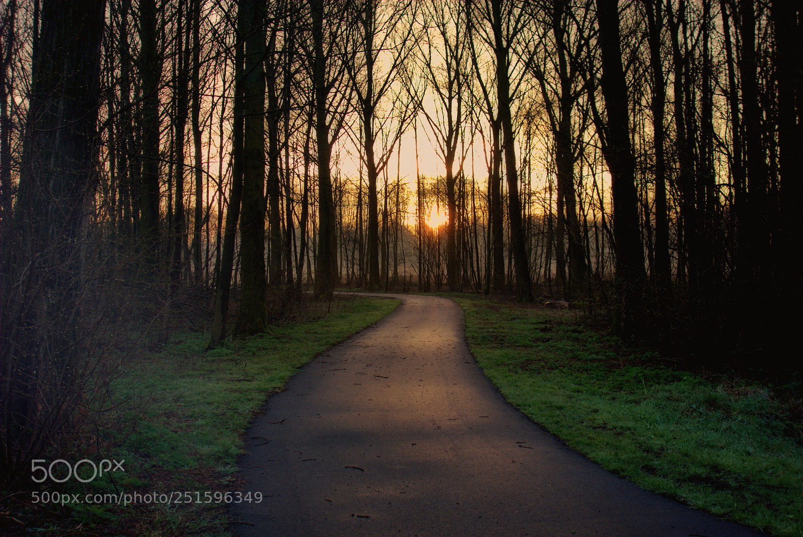 Sony Cyber-shot DSC-RX100 sample photo. Sunrise in the forest photography