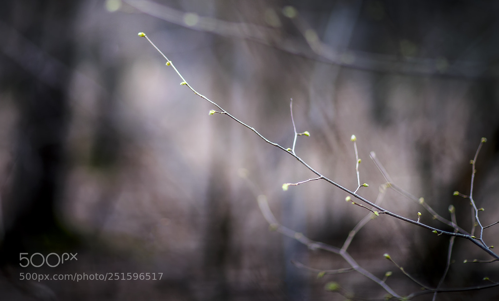 Canon EOS-1Ds Mark III sample photo. Untitled photography