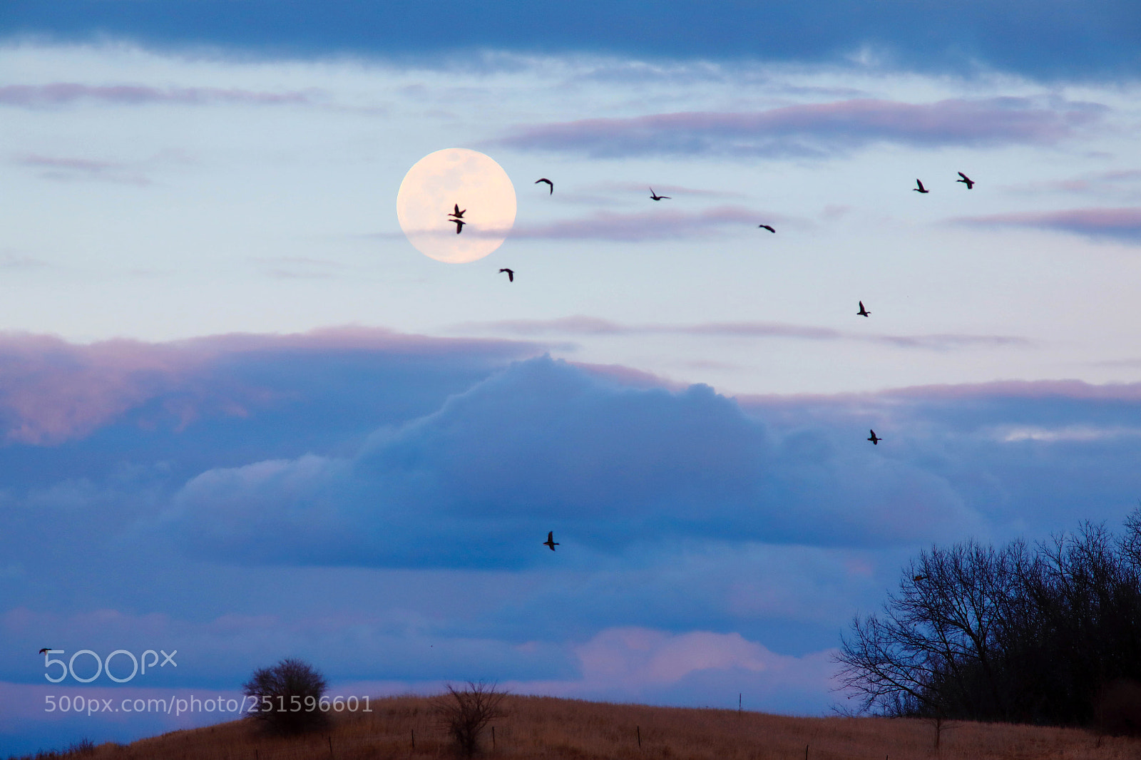 Canon EOS 5D Mark IV sample photo. Sunset migration photography