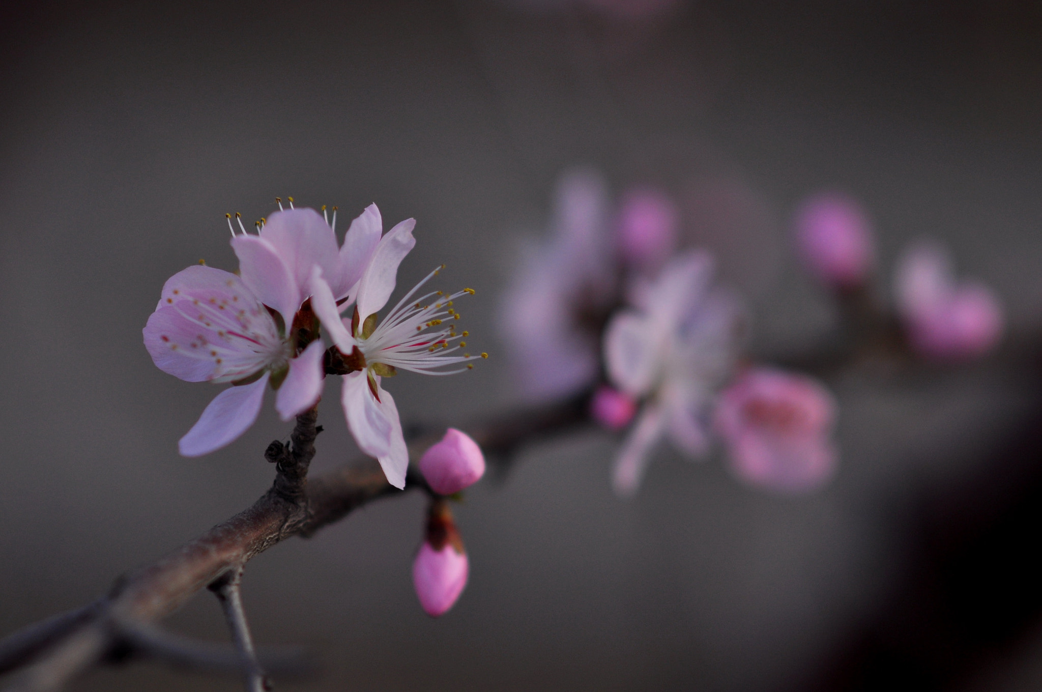 Nikon D90 + Nikon AF-S Nikkor 85mm F1.8G sample photo. Spring is coming photography