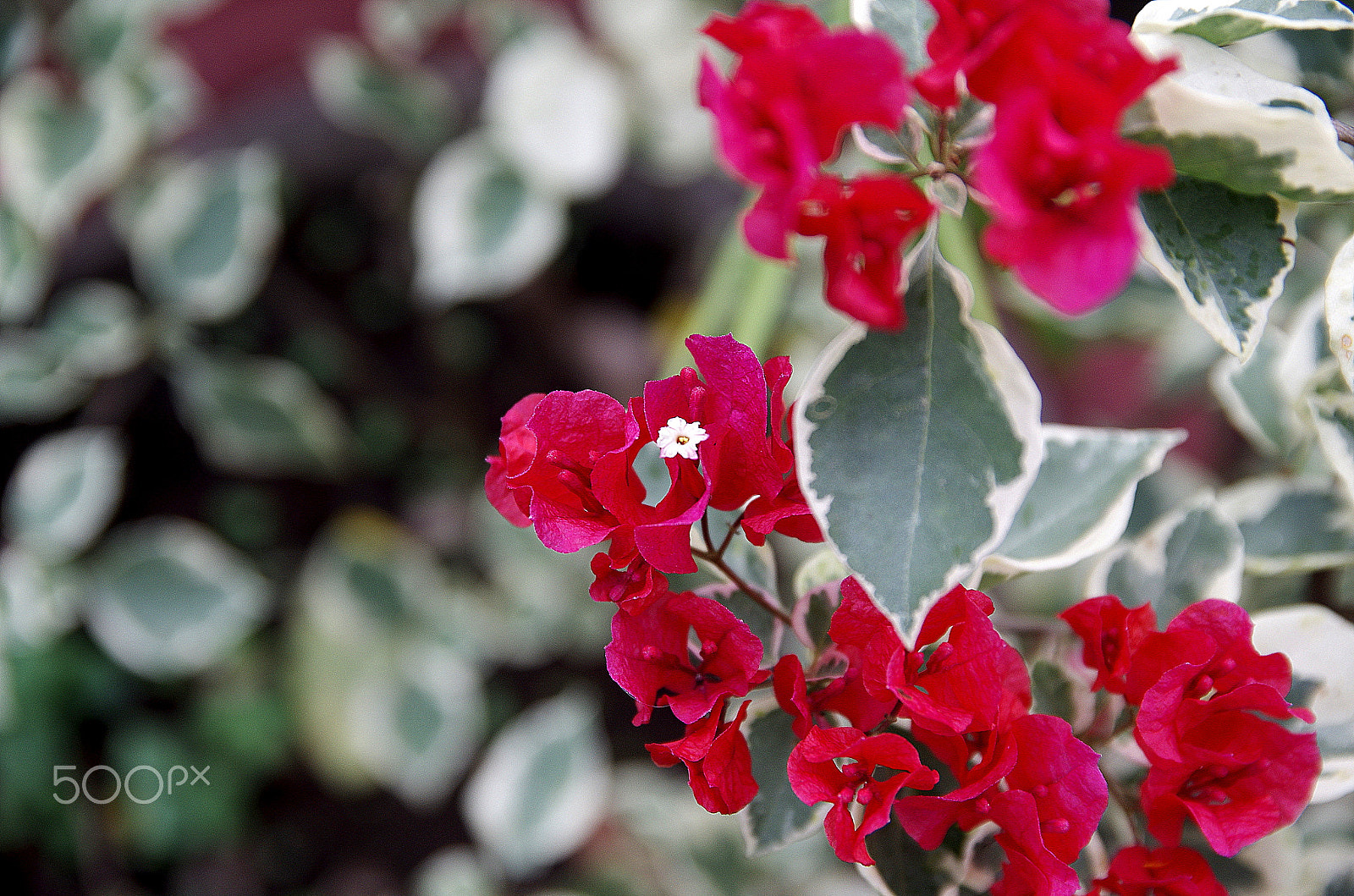 Pentax K-5 IIs + Sigma 17-50mm F2.8 EX DC HSM sample photo. Bougainvillea photography