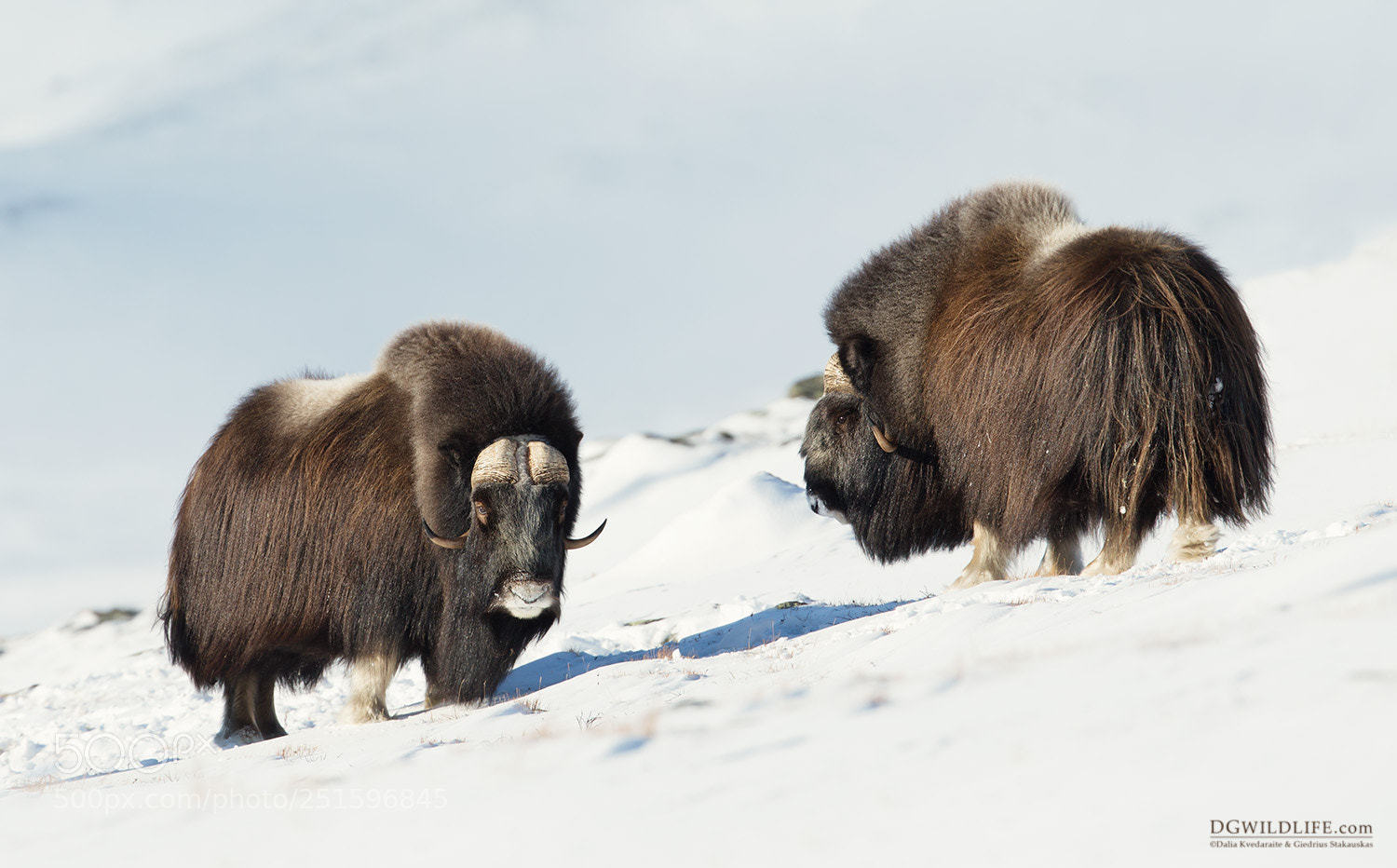 Canon EOS-1D X sample photo. Musk ox in winter photography