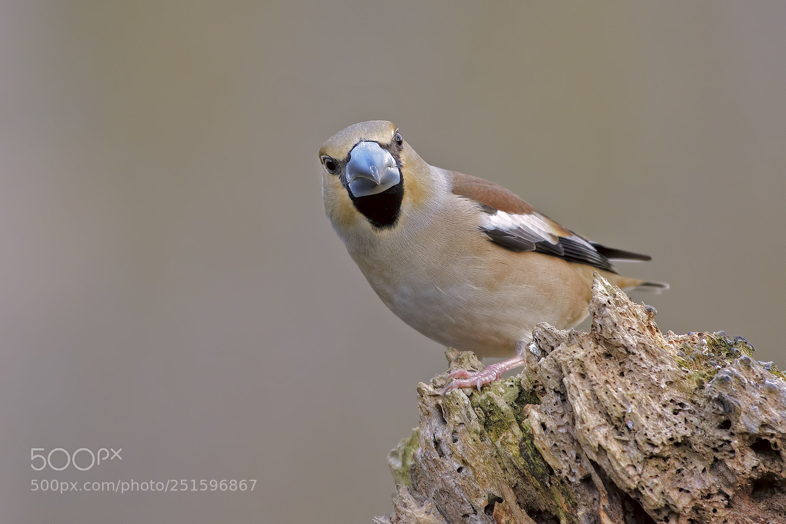 Nikon D7100 sample photo. Hawfinch photography