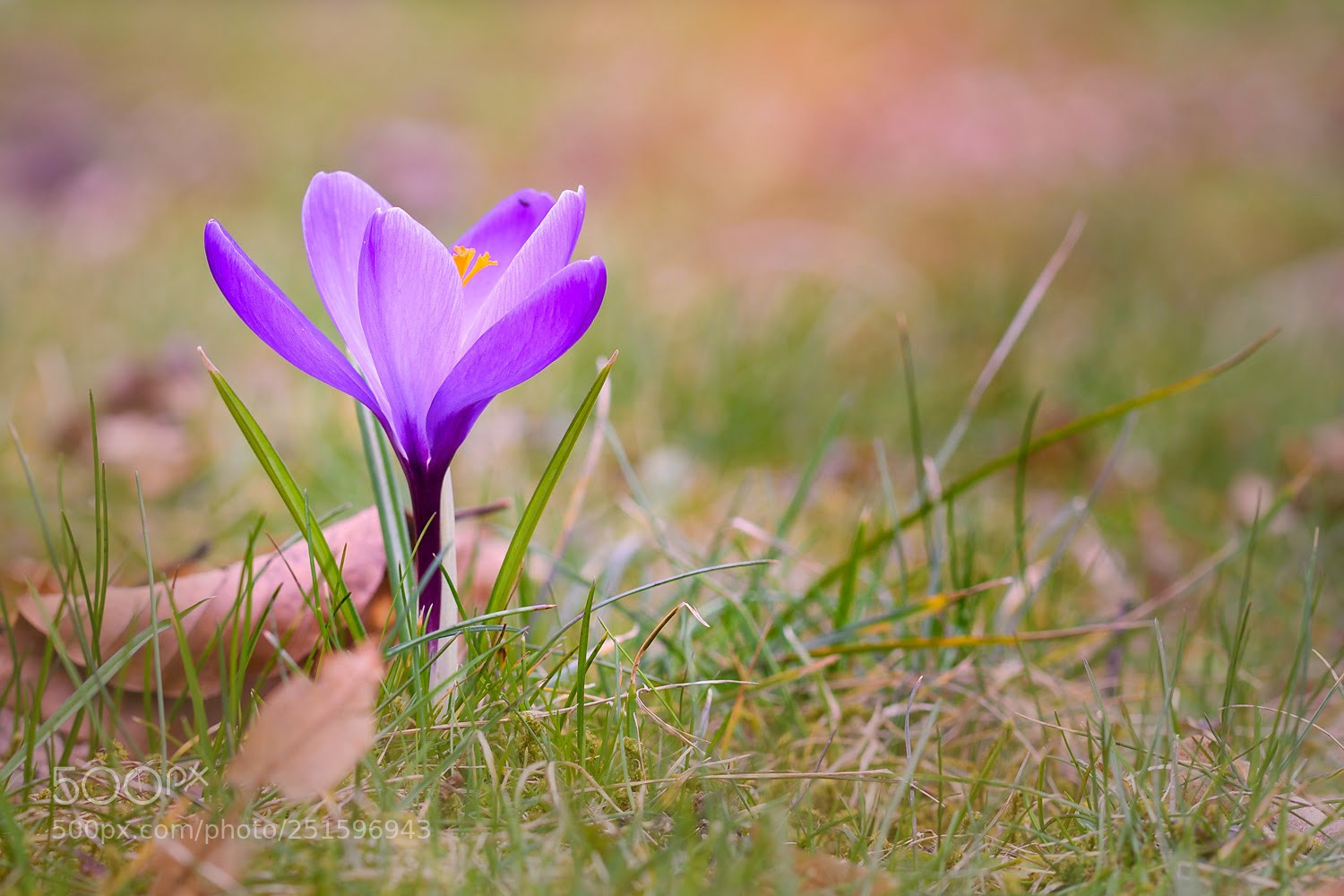 Nikon D7200 sample photo. Crocus photography