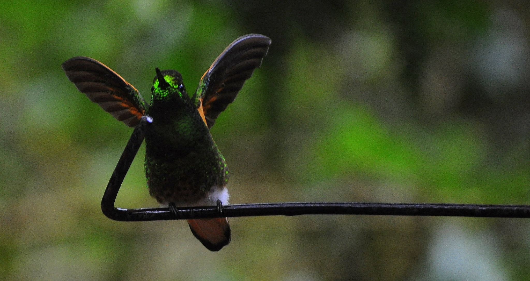 Nikon D5000 sample photo. Hummingbird photography