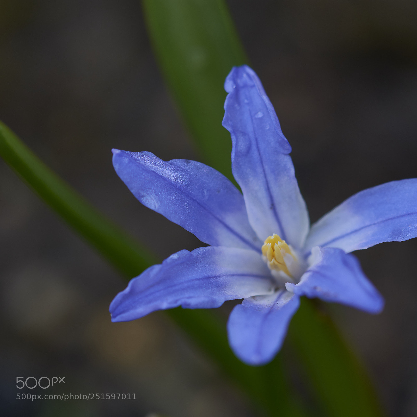 Nikon D7200 sample photo. Chionodoxa photography