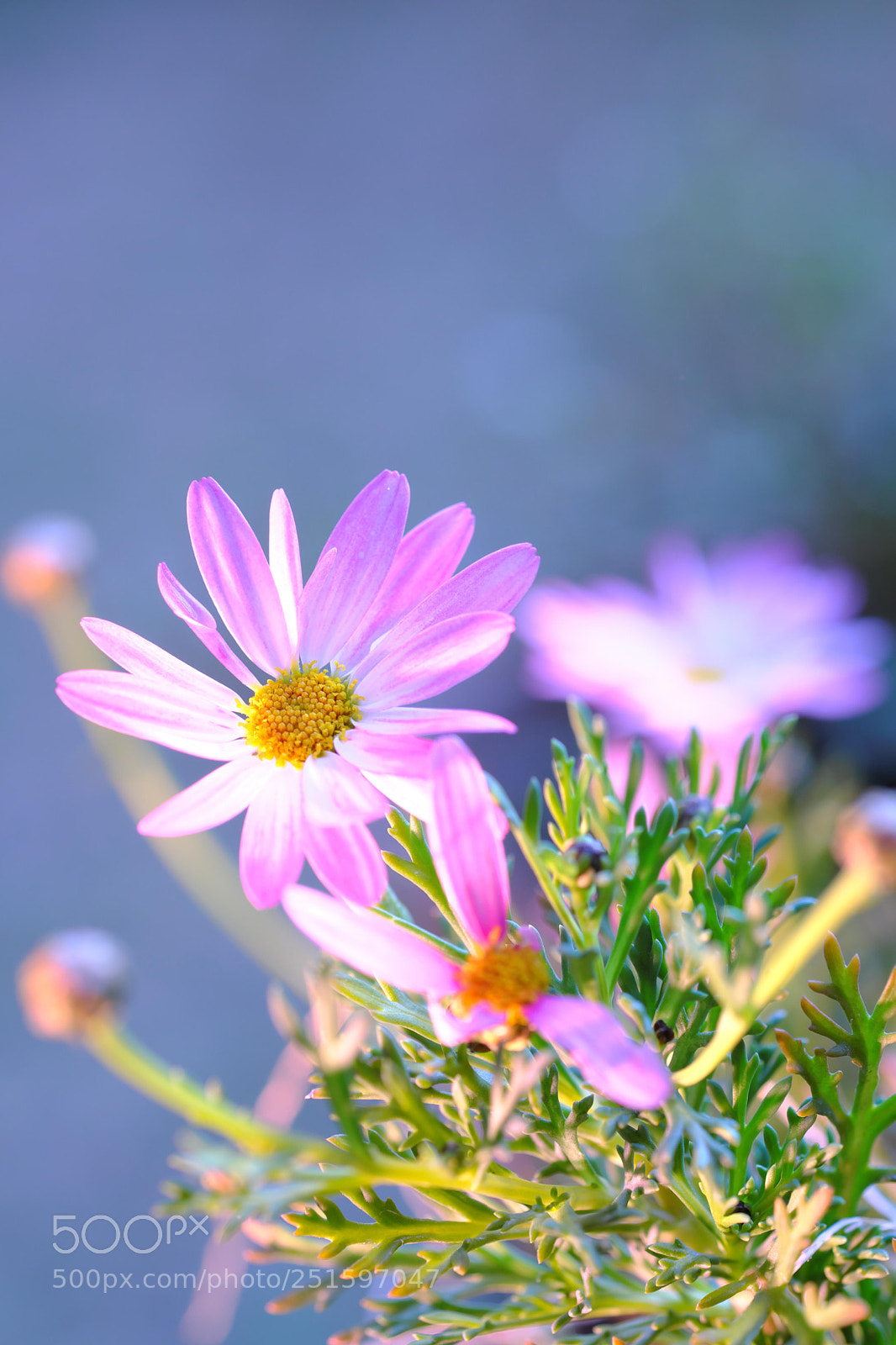 Fujifilm X-T2 sample photo. Flower photography