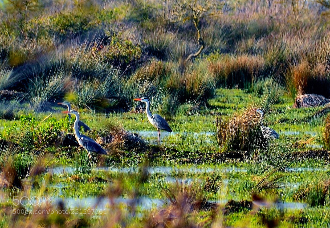Nikon D7000 sample photo. Heron family photography
