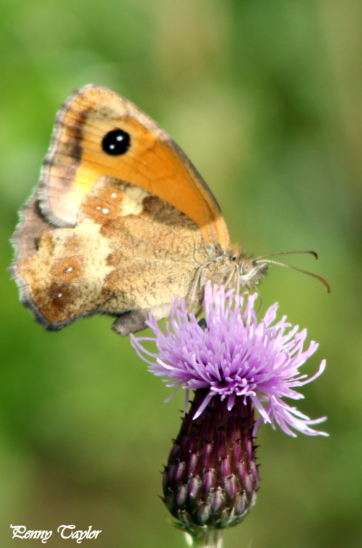 Canon EF 75-300mm f/4-5.6 sample photo. Gatekeeper photography