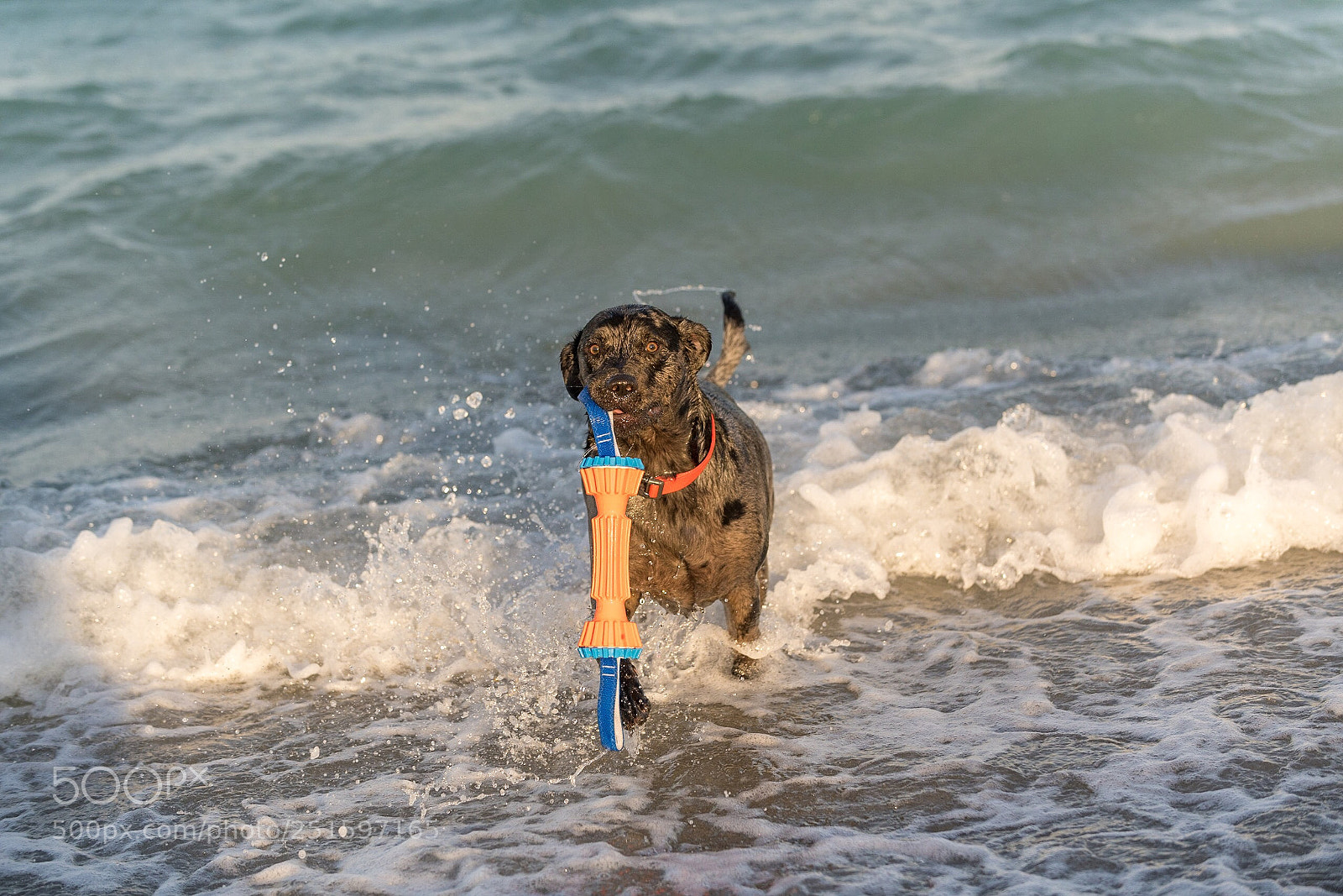Nikon D850 sample photo. Water dawg photography