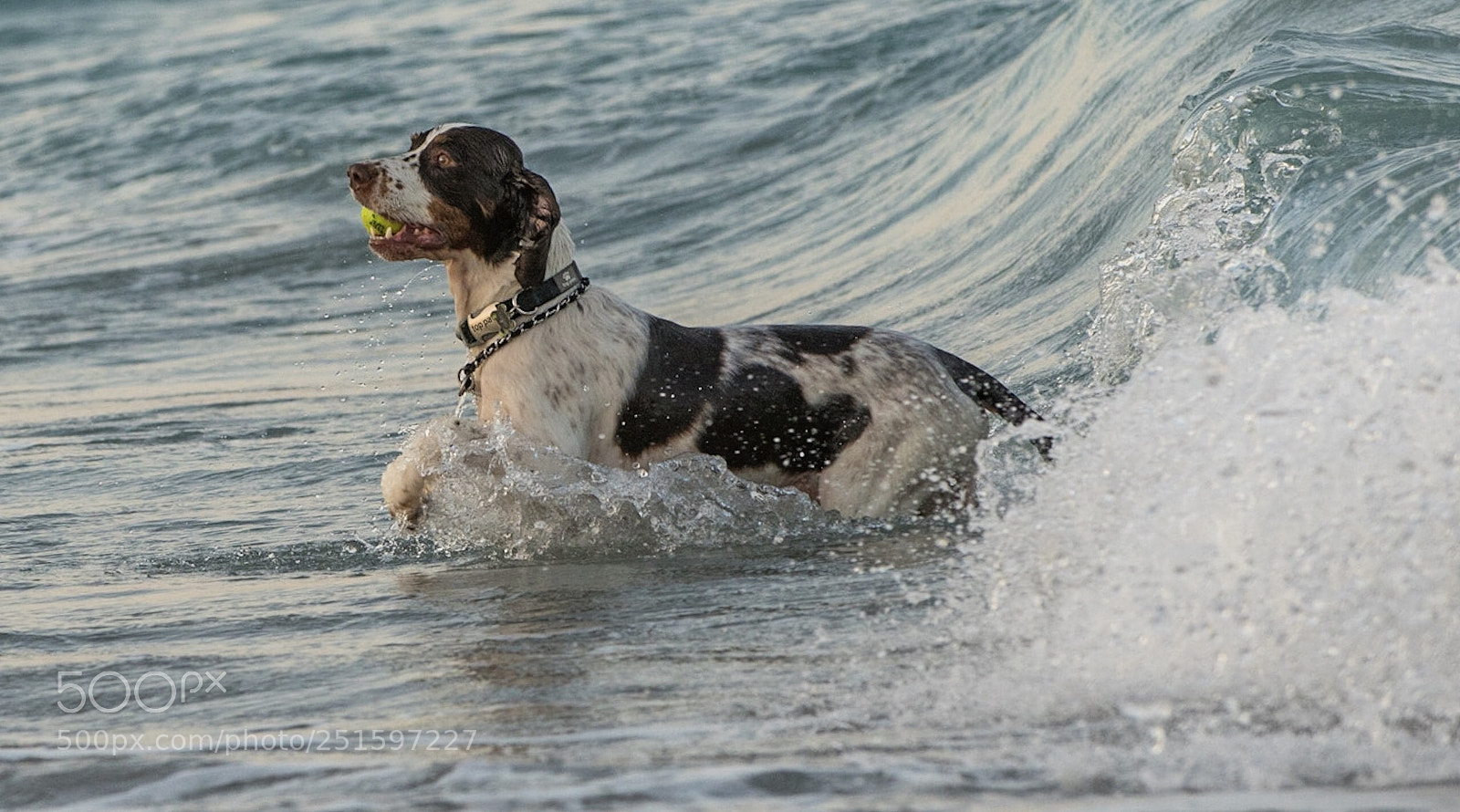 Nikon D850 sample photo. Fun time photography