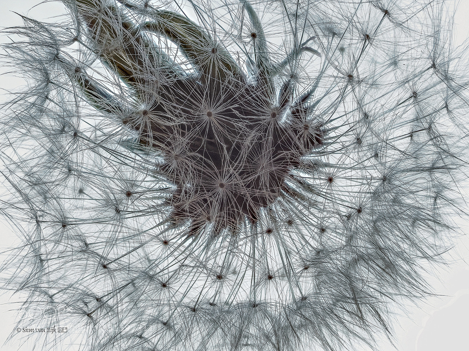 Olympus OM-D E-M1 sample photo. Blowball photography