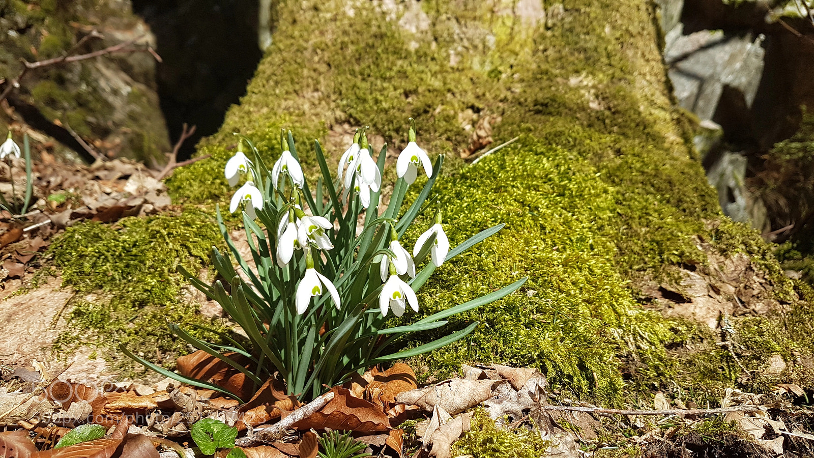 Samsung Galaxy S7 sample photo. Untitled photography