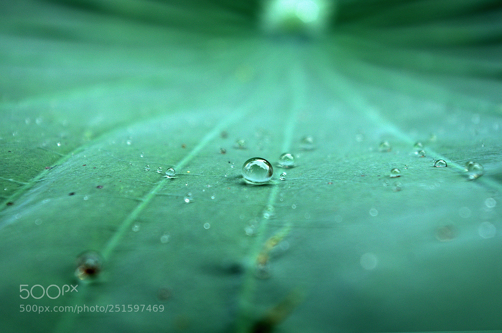 Pentax K-5 IIs sample photo. Tear drop of natural photography