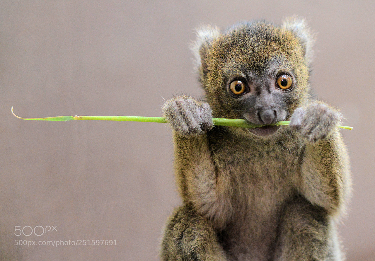 Nikon D800 sample photo. Bambus lemur photography