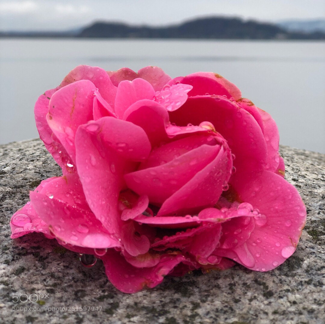 Apple iPhone 8 Plus sample photo. Untitled photography