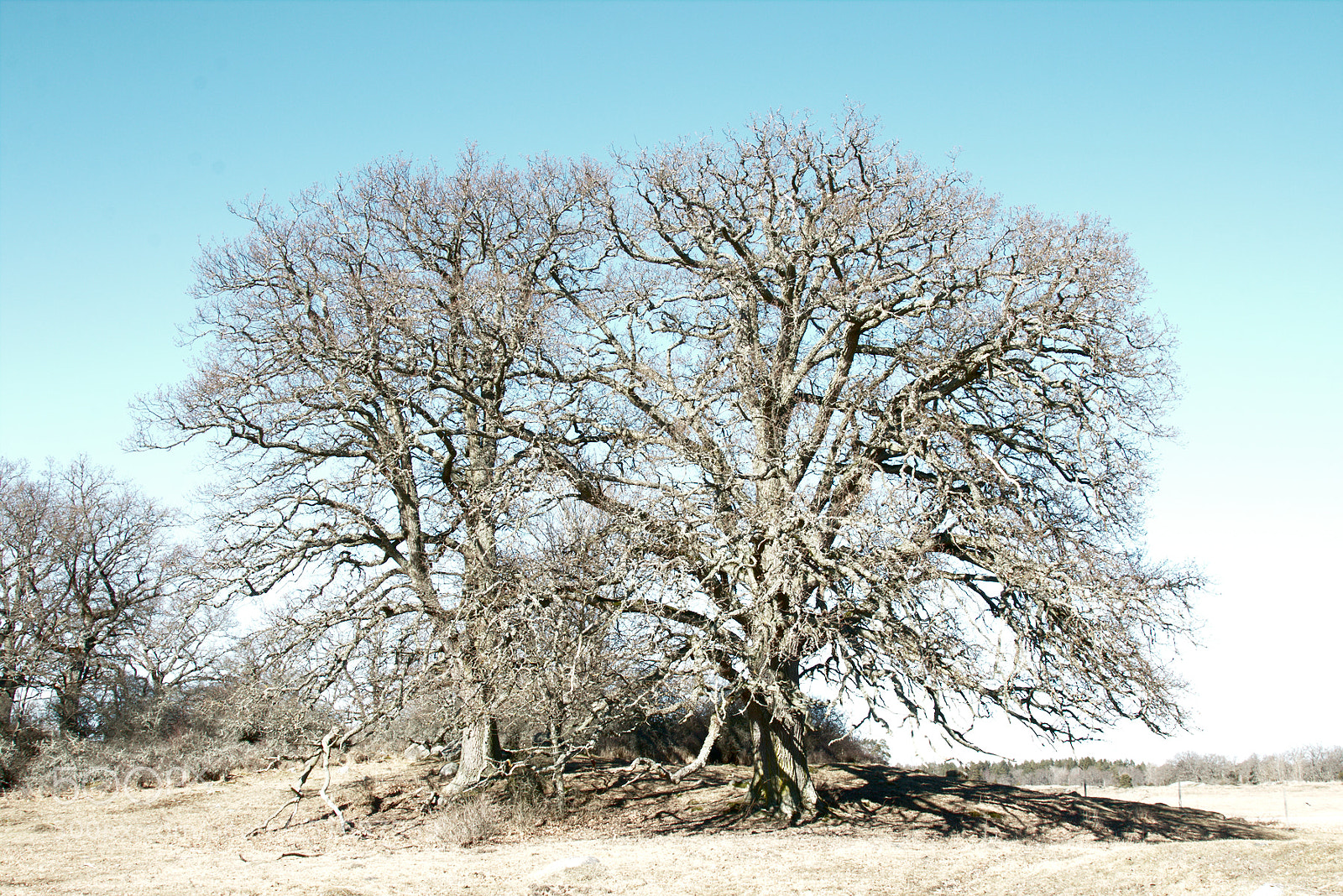 Canon EOS 70D + Canon EF 24-105mm F4L IS USM sample photo. Naked trees photography