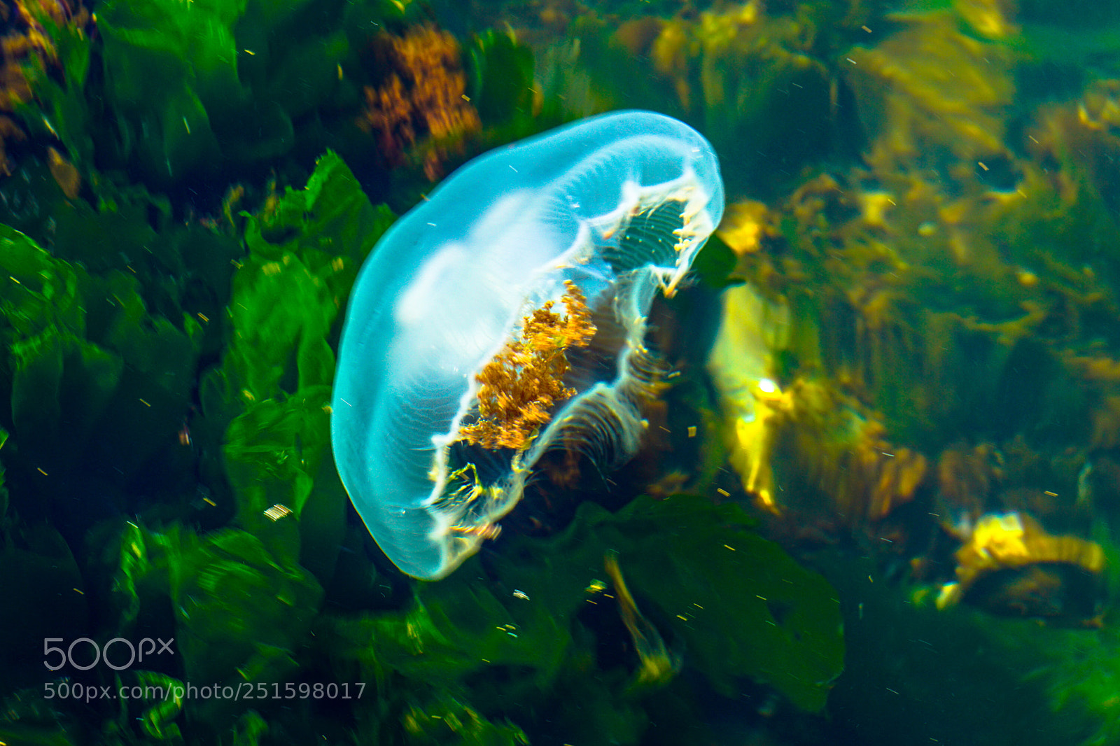 Sony a6000 sample photo. Underwater jellyfish is running photography