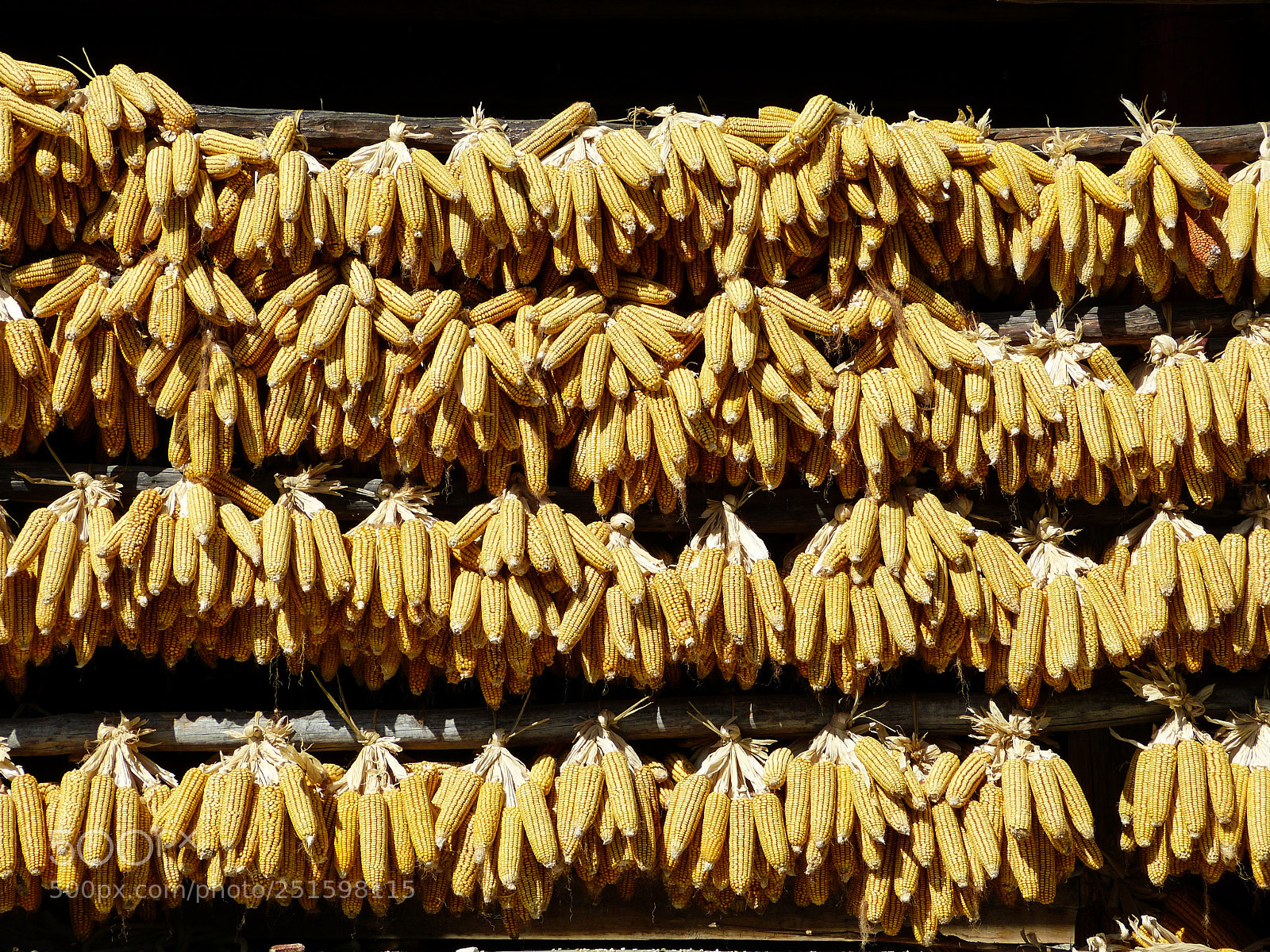 Panasonic Lumix DMC-FZ150 sample photo. Corny photography