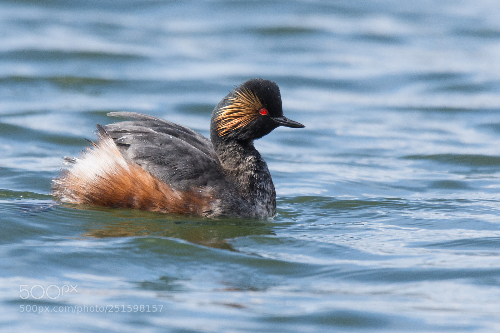 Nikon D7200 sample photo. Black-necked grebe photography
