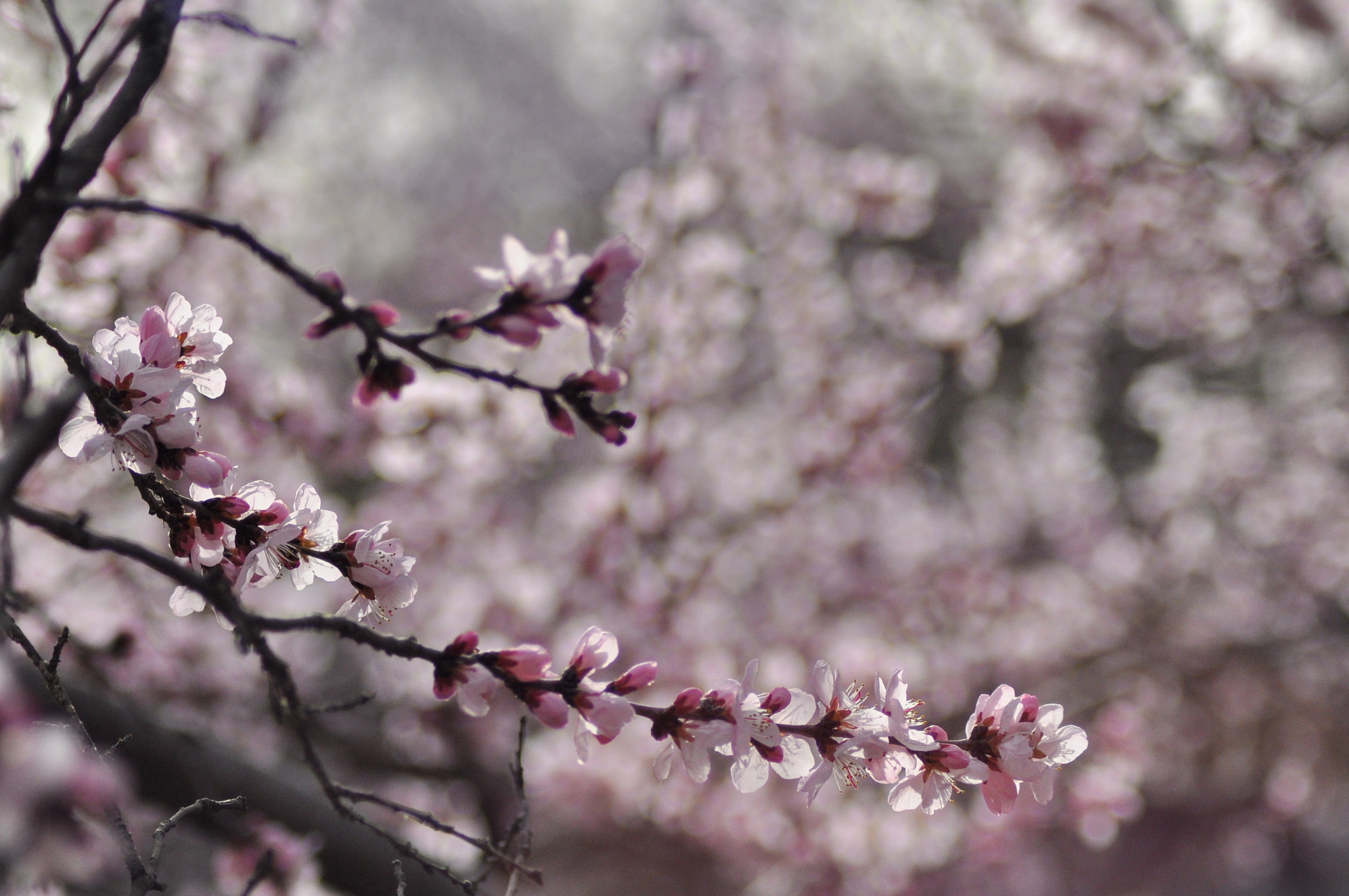 Nikon D90 + Nikon AF Nikkor 70-300mm F4-5.6G sample photo. Spring photography