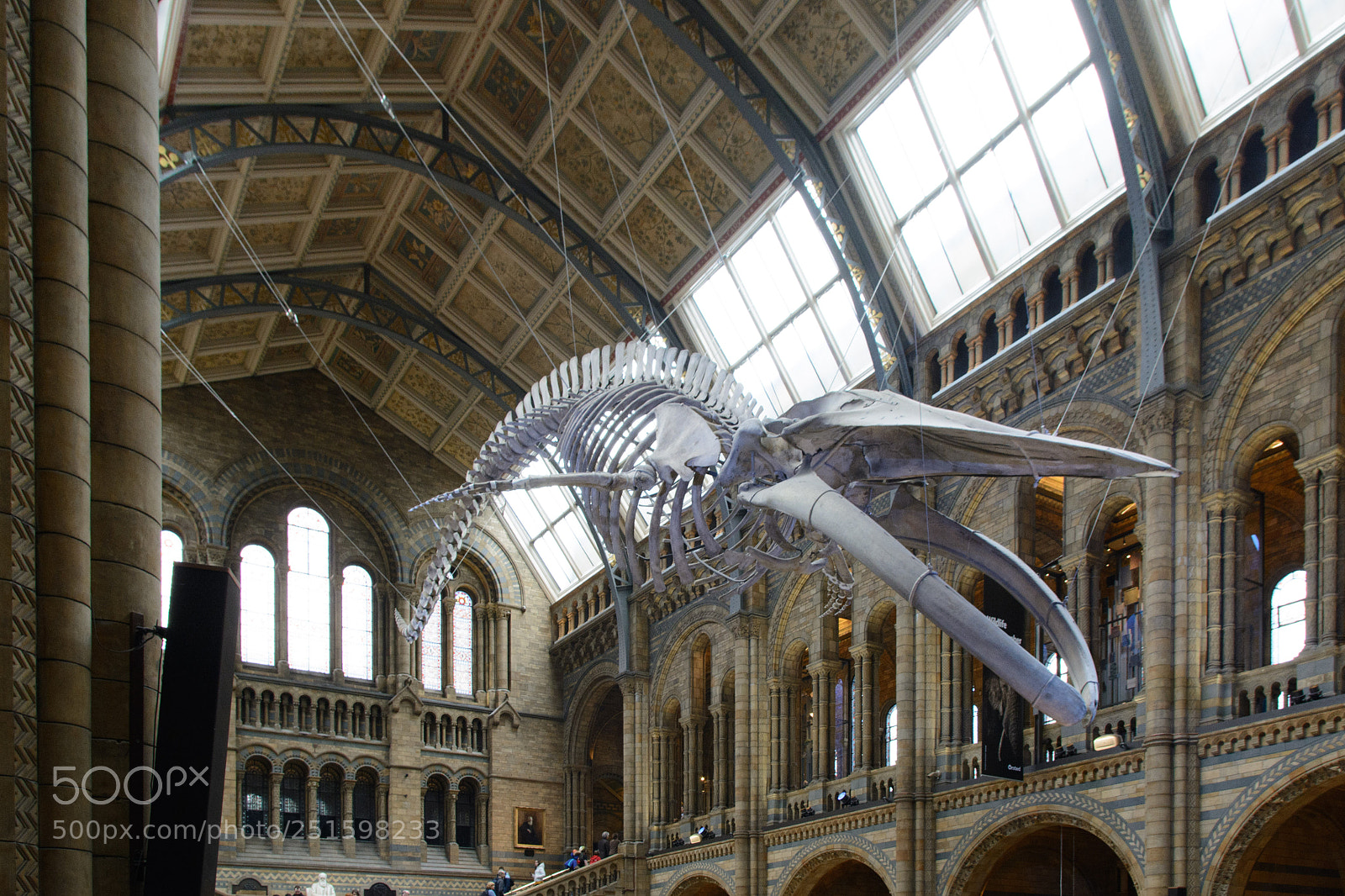 Nikon D7100 sample photo. Natural history museum photography
