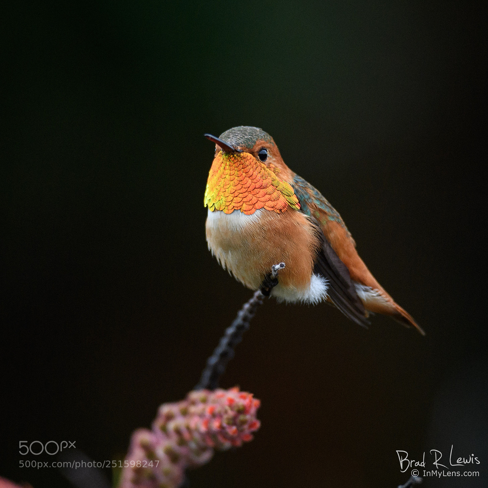 Nikon D5 sample photo. Allen s hummingbird amazing photography