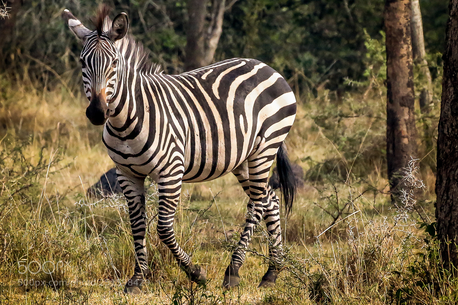 Canon EOS 7D Mark II sample photo. Zebra photography