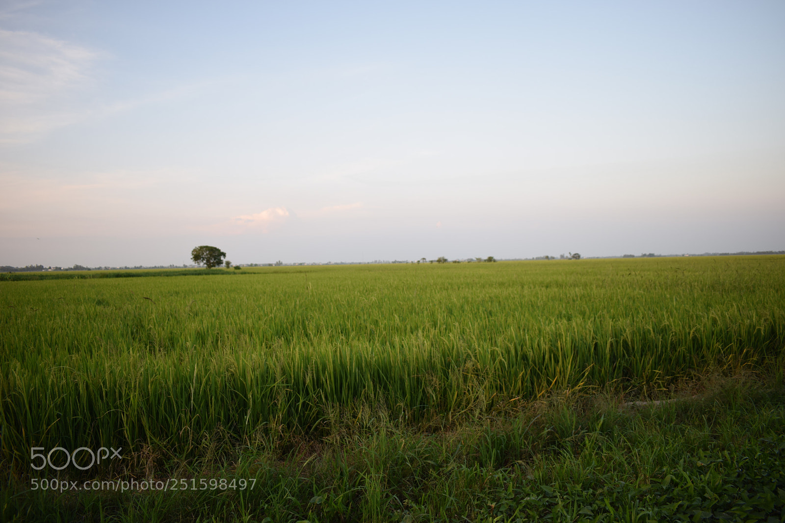 Nikon D5300 sample photo. Between green and soft photography