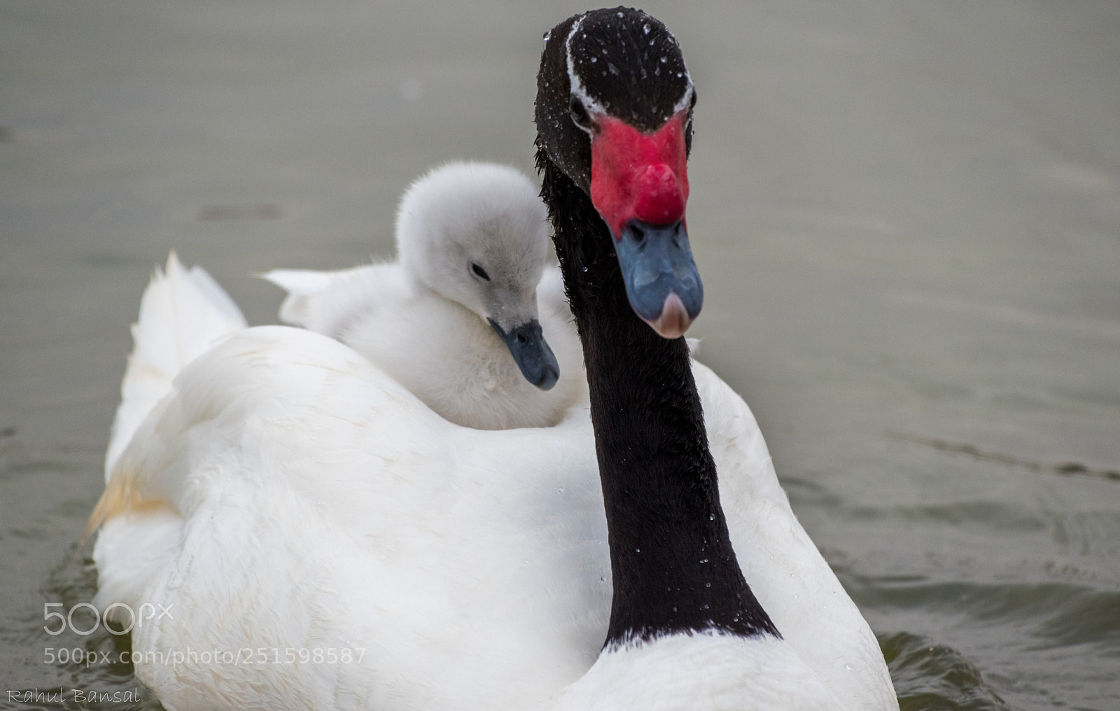 Nikon D5600 sample photo. Black necked swan with photography