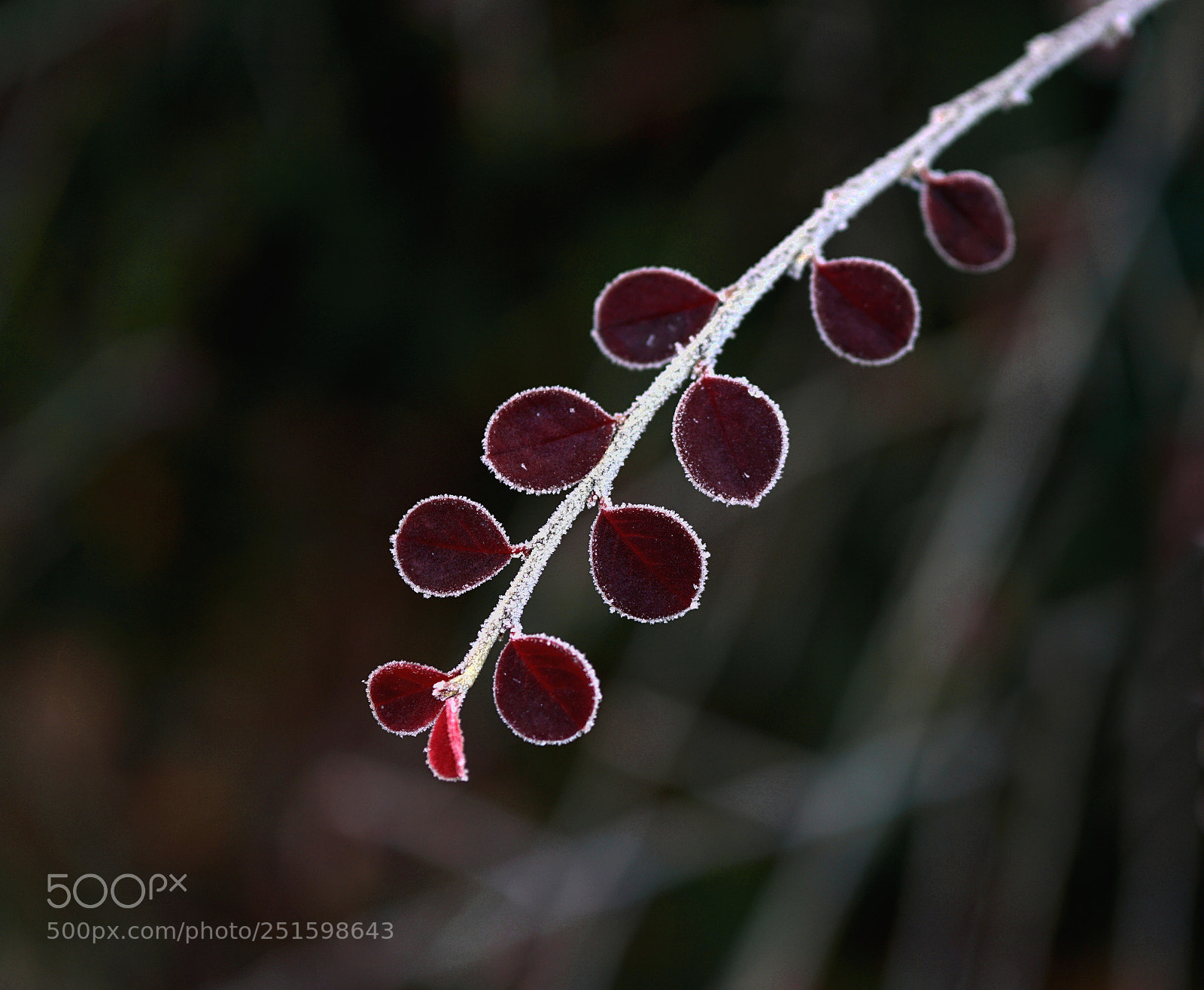 Sony a6000 sample photo. Hojitas rojas photography