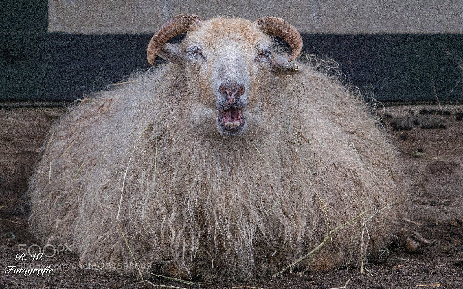 Panasonic Lumix DC-G9 sample photo. Frohe ostern photography