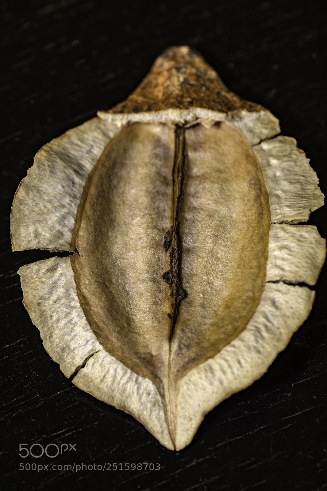 Nikon D500 sample photo. A shape photography