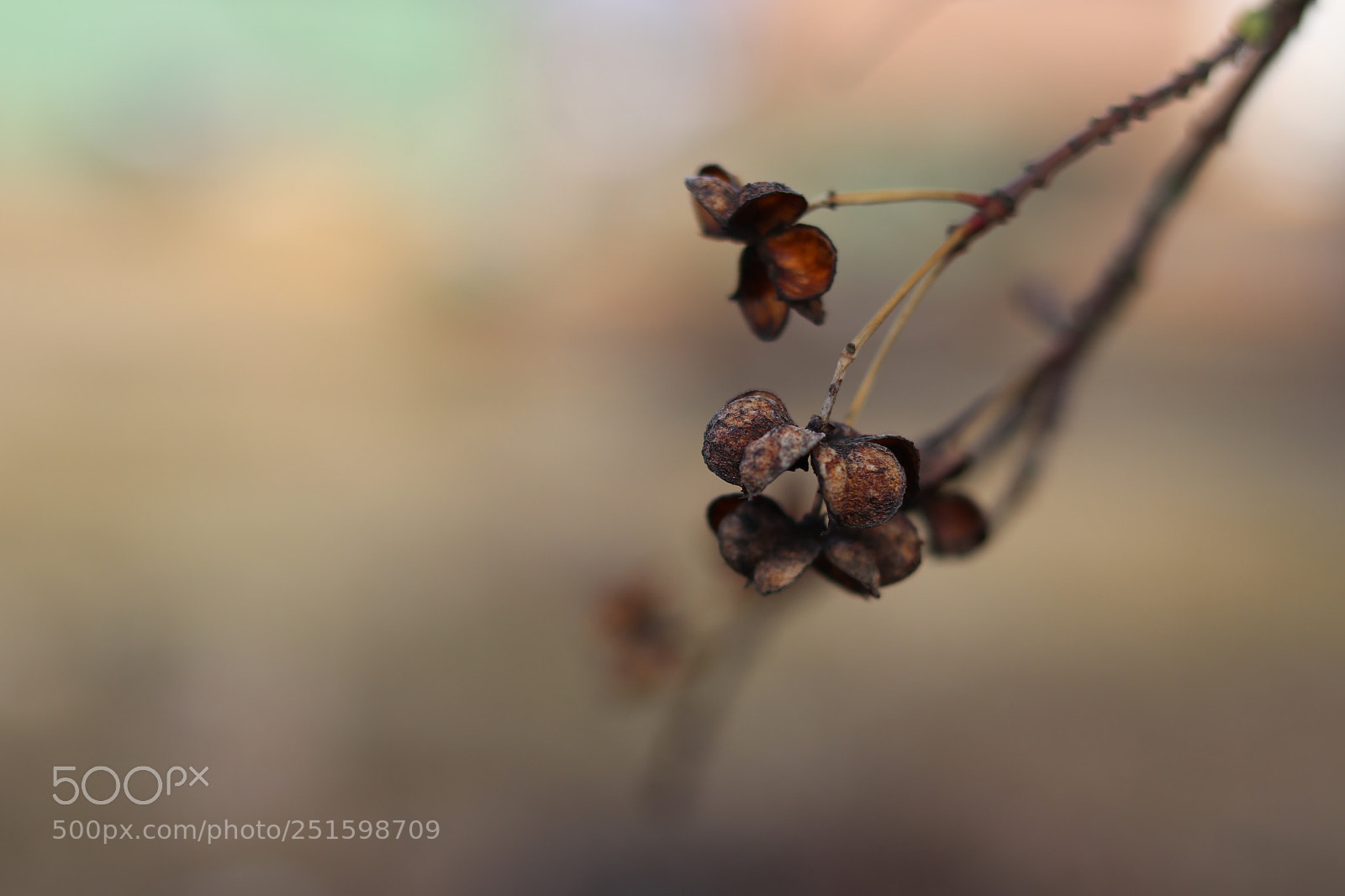 Canon EOS 80D + Canon EF 50mm F1.8 STM sample photo. Untitled photography