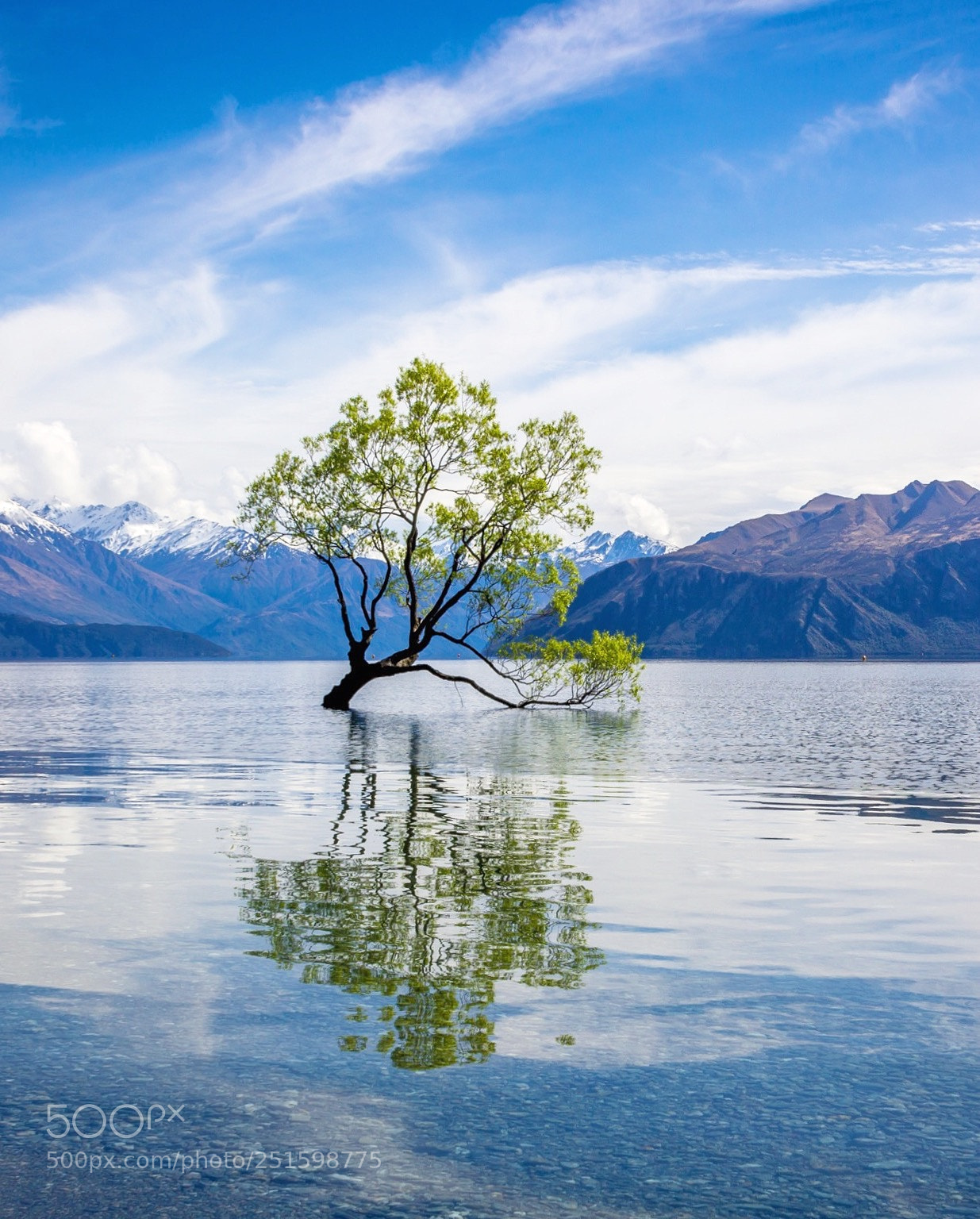 Canon EOS 60D sample photo. The lone tree in photography