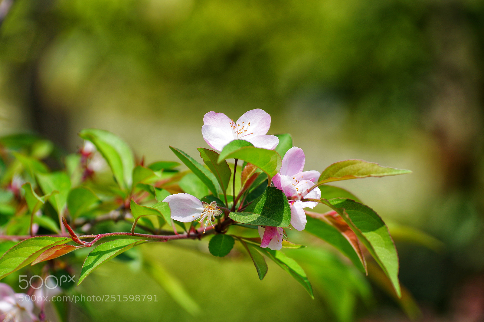 Pentax K-3 II sample photo. Untitled photography
