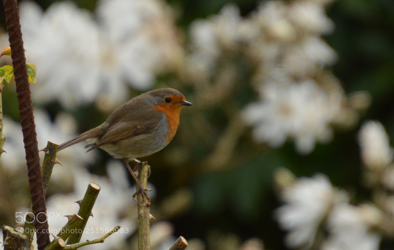 Nikon D3200 sample photo. Rouge gorge photography