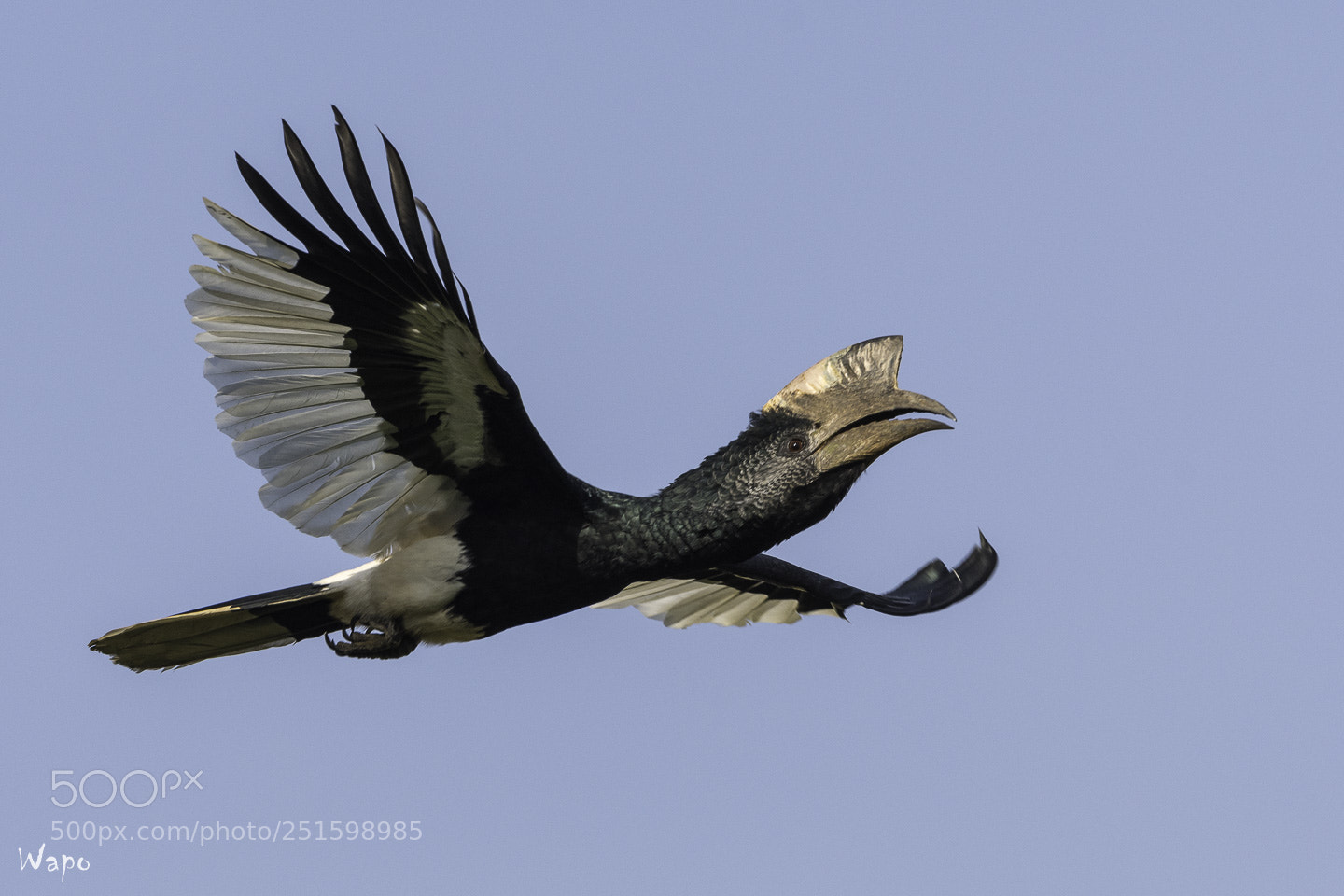 Nikon D500 sample photo. Black-and-white-casqued hornbill photography