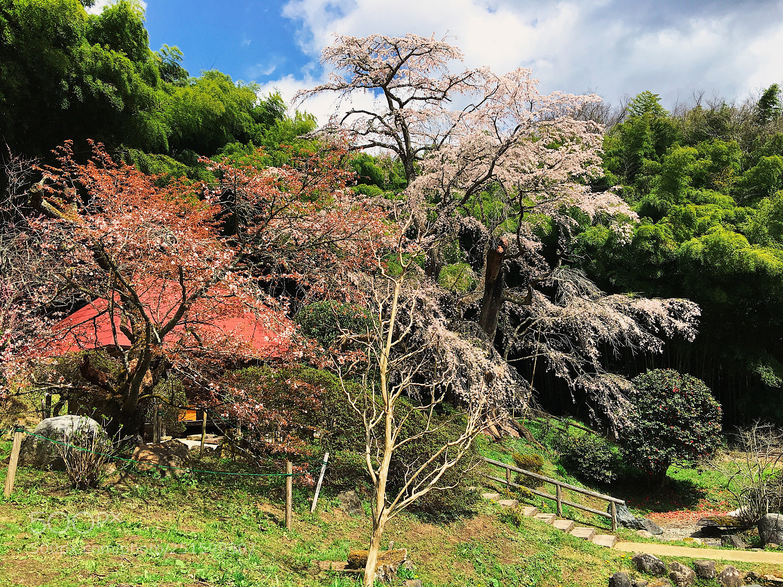Apple iPhone 6s Plus sample photo. Ｓａｋｕｒａ photography